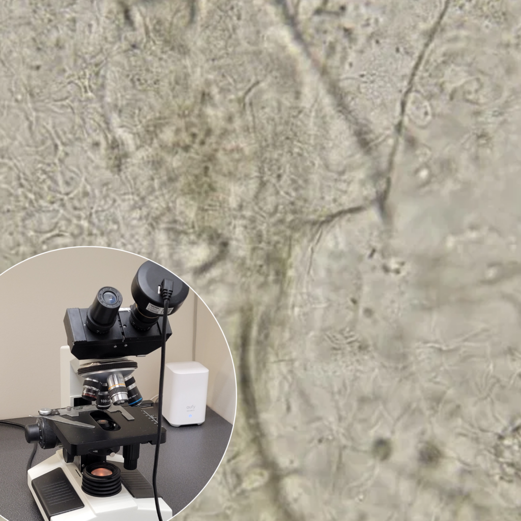 Microscopic Analysis